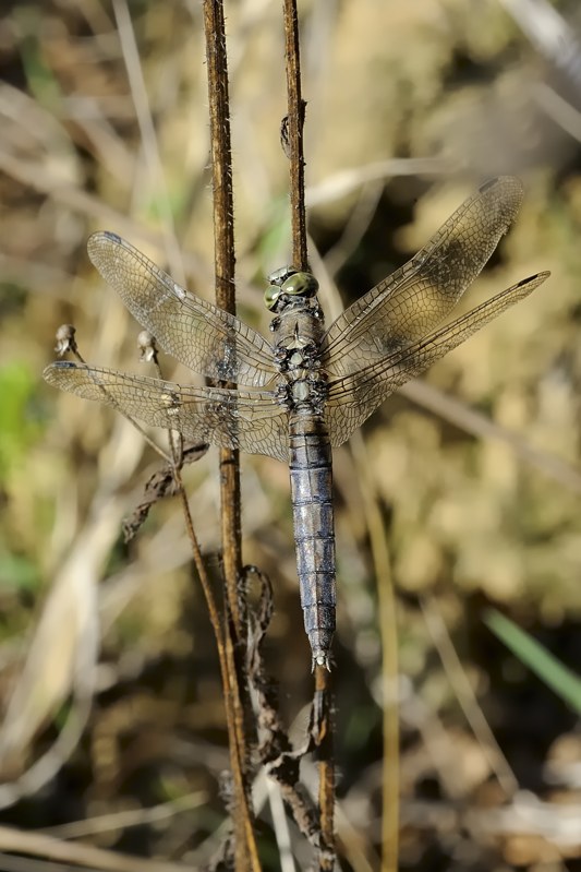 Orthetrum cancellatum?